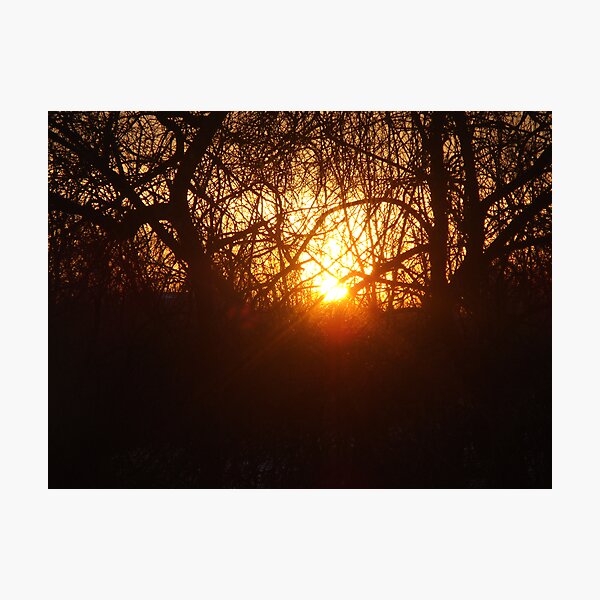 Golden Photographic Print