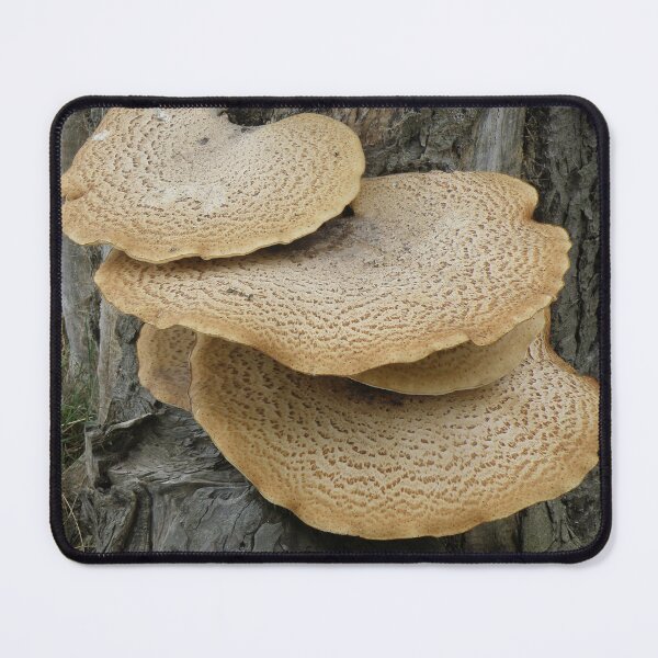 Item preview, Dryads Saddle Fungus on a Tree Trunk Photograph designed and sold by naturegallery.
