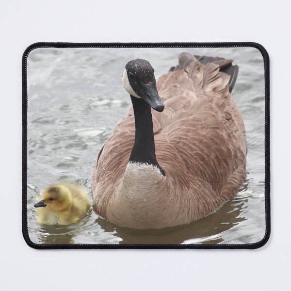 Item preview, Branta canadensis family designed and sold by zumi.