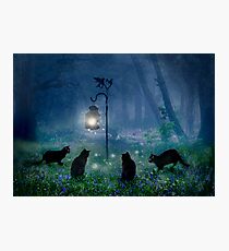 The Witches Cats Photographic Print