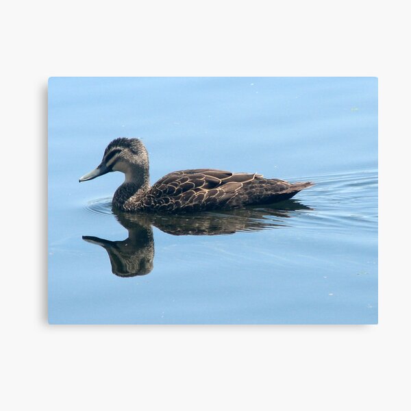 Double Duck Canvas Print