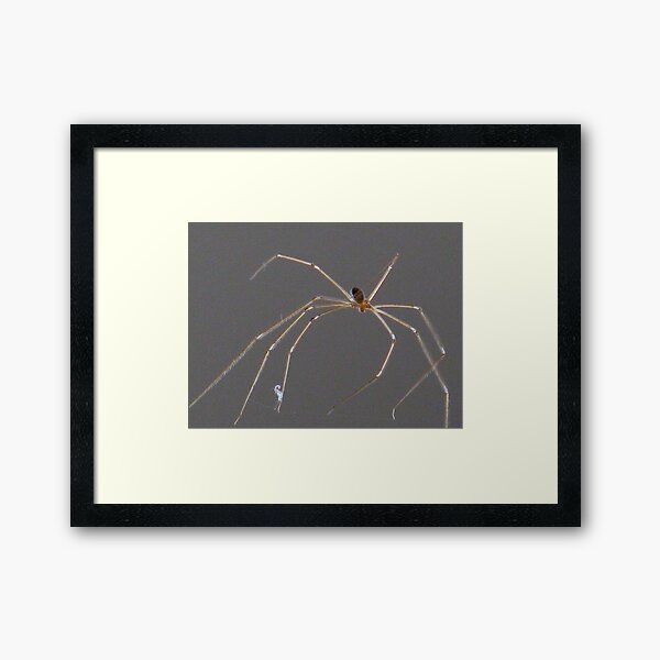 Who's Ya Daddy ? Framed Art Print
