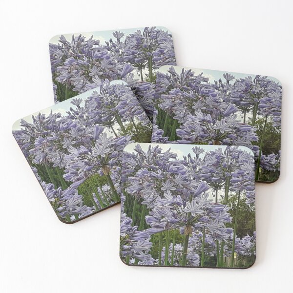 Item preview, Stunning Agapanthus with its giants stems and flowers.  Flower collection - Photograph by CJ's Crafts  designed and sold by CJSCRAFTS.