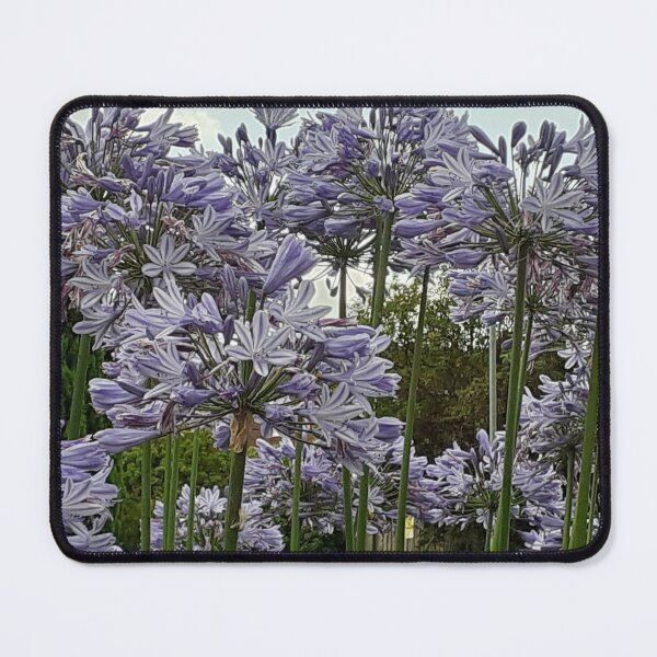 Item preview, Stunning Agapanthus with its giants stems and flowers.  Flower collection - Photograph by CJ's Crafts  designed and sold by CJSCRAFTS.