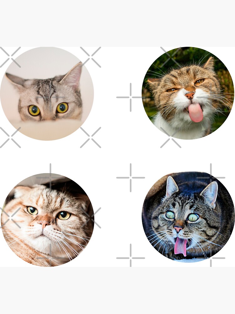 Copy of Cat Pfp , Funy cat Magnet for Sale by GaliaTati