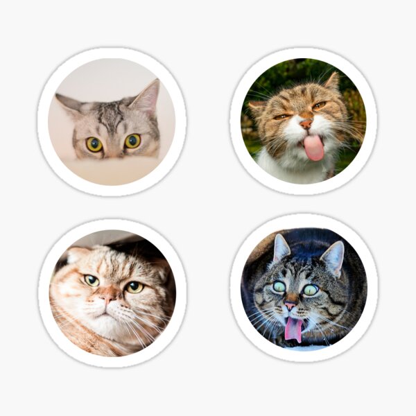 Copy of Cat Pfp , Funy cat Magnet for Sale by GaliaTati