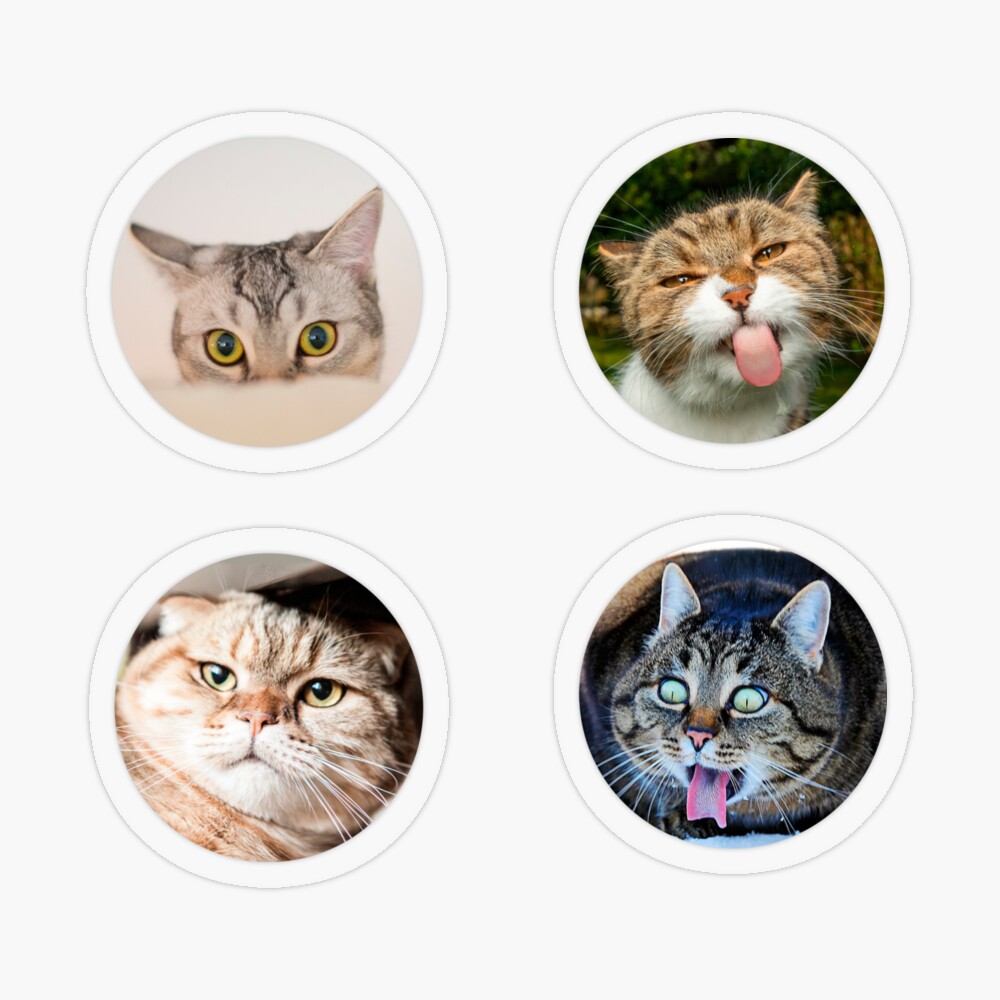 Copy of Cat Pfp , Funy cat Magnet for Sale by GaliaTati