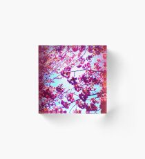 Under the Cherry Blossoms Acrylic Block