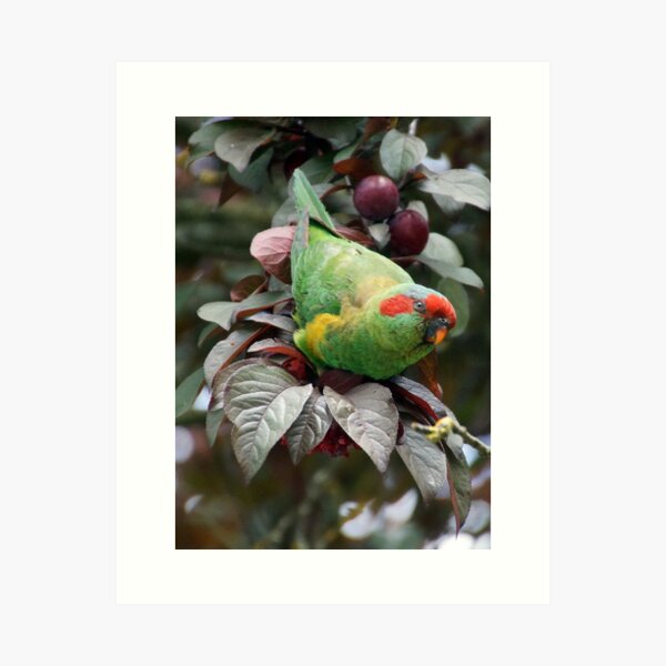 Musk Lorikeet Art Print