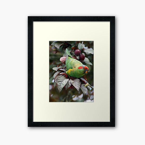 Musk Lorikeet Framed Art Print