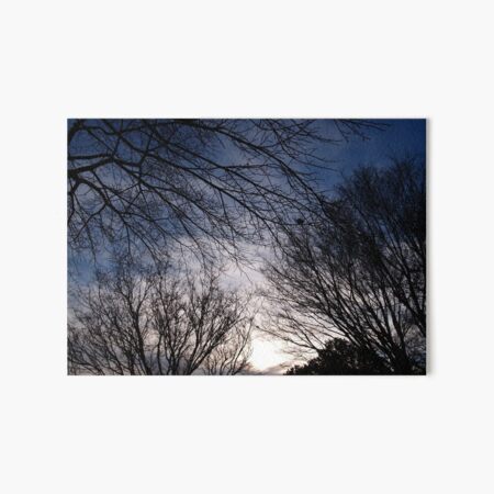 Silent Trees Art Board Print