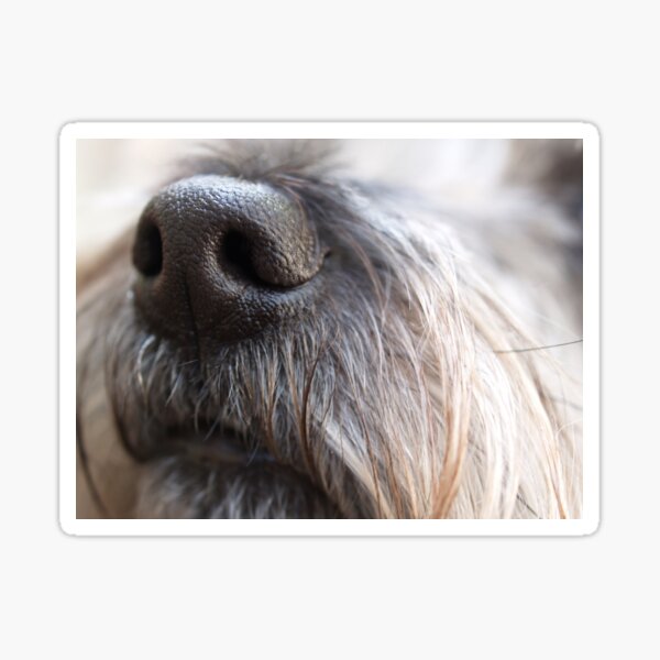 Hairy Sticker