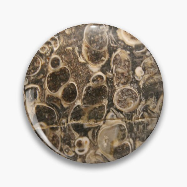 Item preview, Fossilized shell photography designed and sold by themuseinspired.