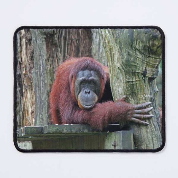 Item preview, Bornean Orangutan designed and sold by LeanneAllen.