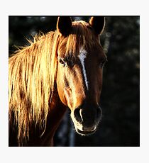 Golden Horse Portrait Photo Photographic Print
