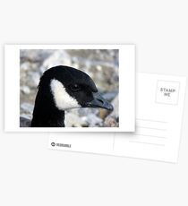 Goose Face Postcards