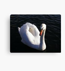 Swan Canvas Print