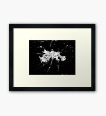 Delicate Framed Print