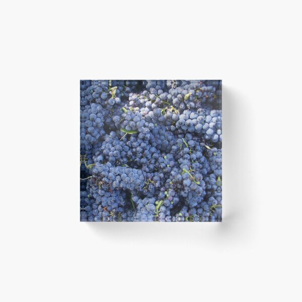 Pinot Noir Grapes at Magpie Springs by Avril Thomas Acrylic Block