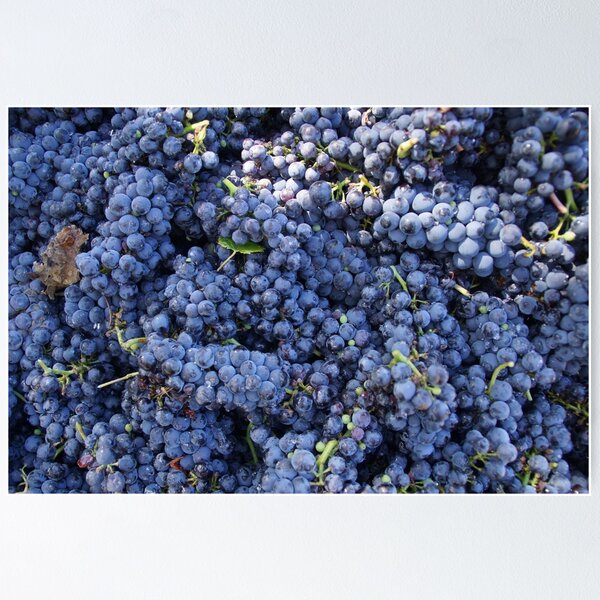 Pinot Noir Grapes at Magpie Springs by Avril Thomas Poster