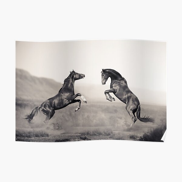 Horses battle Poster