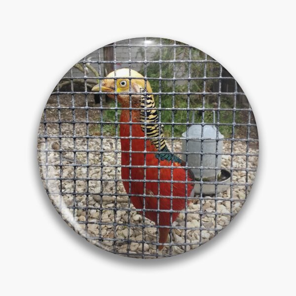 Item preview, #182 |☼| Pheasant (Elsham Hall, Gardens & Country Park) designed and sold by Naean H.F. (Nez Man).