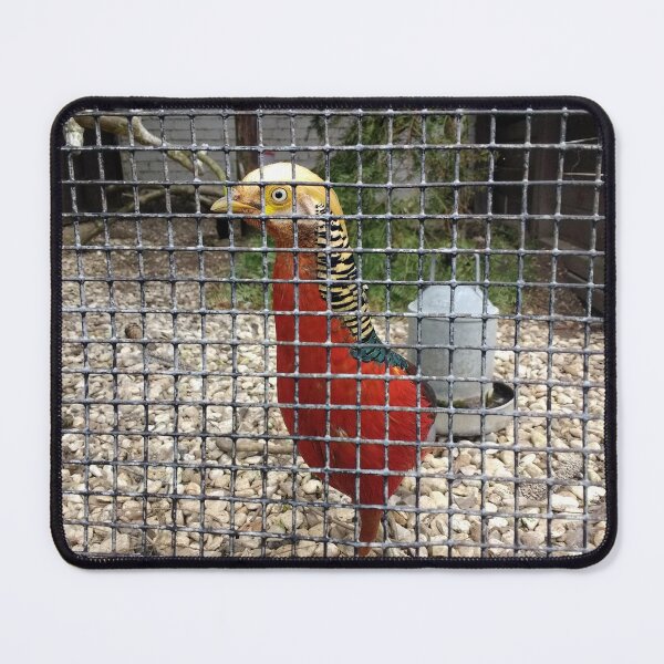 Item preview, #182 |☼| Pheasant (Elsham Hall, Gardens & Country Park) designed and sold by Naean H.F. (Nez Man).
