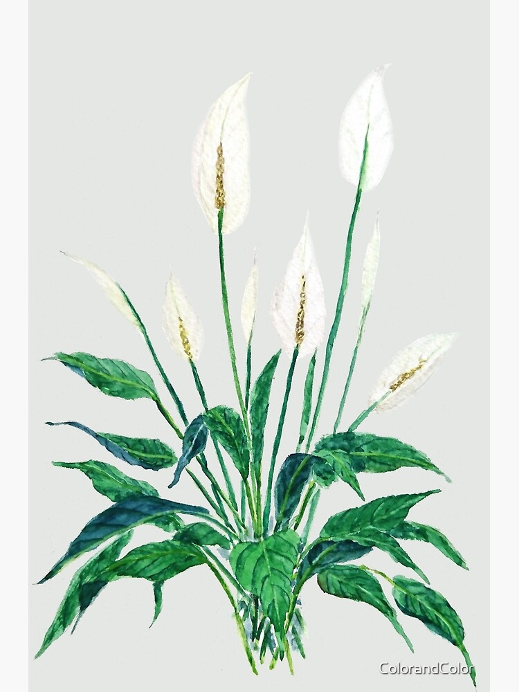 "peace lily" Art Print by ColorandColor Redbubble