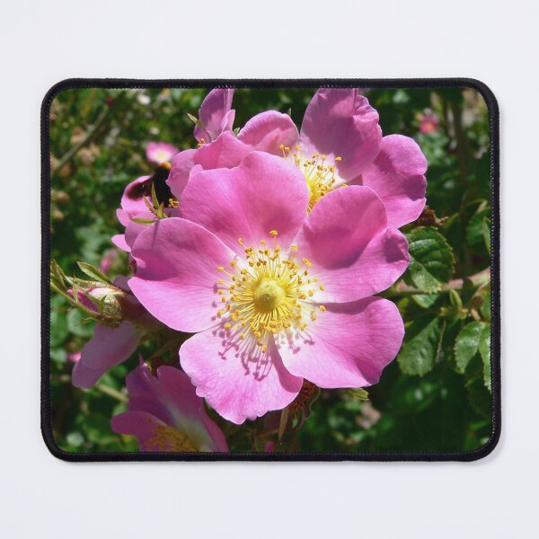 Item preview, Rose designed and sold by Sara 2000.