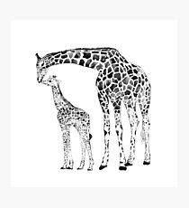 Giraffe, black and white Photographic Print