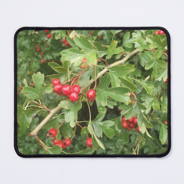 Item preview, Volksbolts/KABFA Designs, Berries near Bosworth Battle Field Two, Miss K L Slomczynski designed and sold by KABFA Designs.