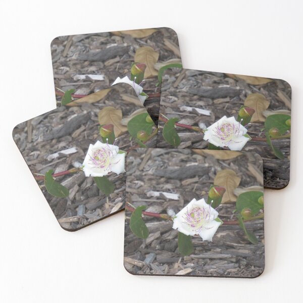 Item preview, Caper bush flower designed and sold by greentiger1.