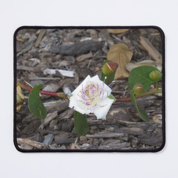 Item preview, Caper bush flower designed and sold by greentiger1.