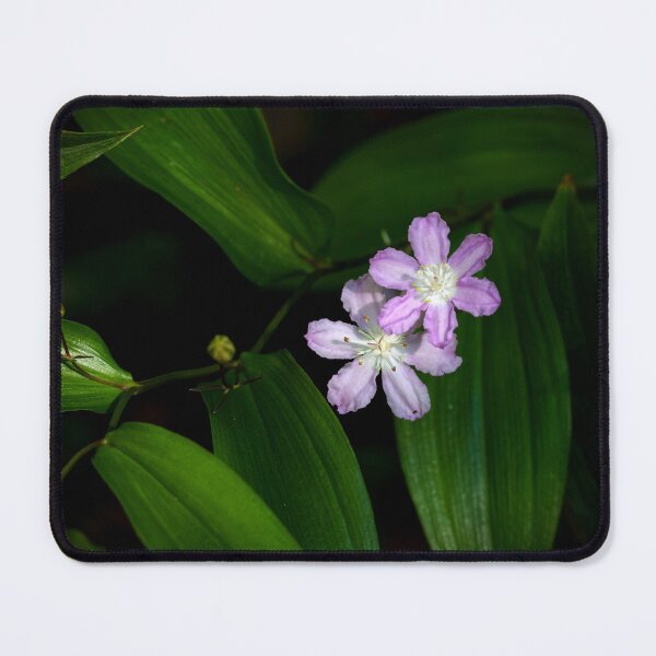 Item preview, Australian rainforest flower designed and sold by Jennene Cathcart.