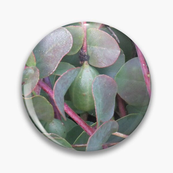 Item preview, Caper berry designed and sold by greentiger1.