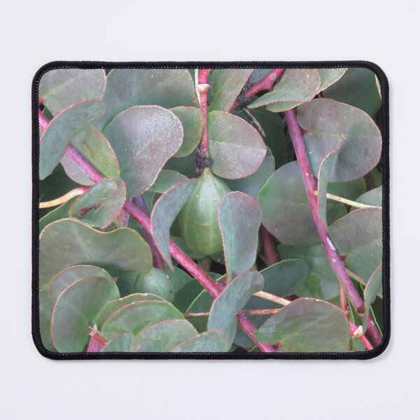 Item preview, Caper berry designed and sold by greentiger1.