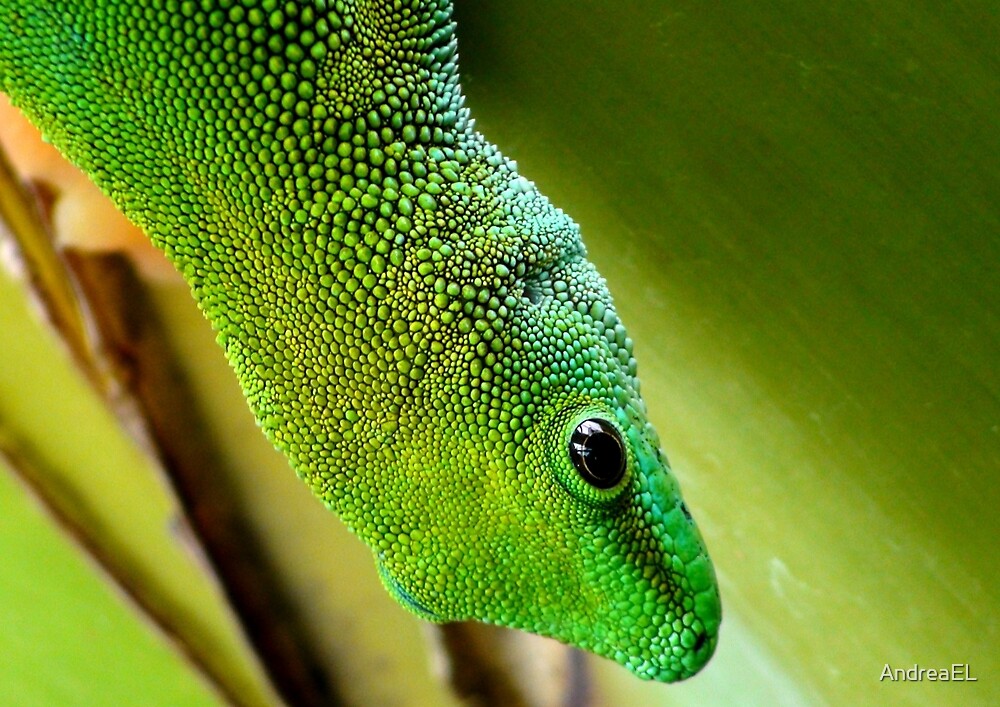 "Indoor Menagerie Gecko Dunedin Butterfly Sanctuary" by AndreaEL