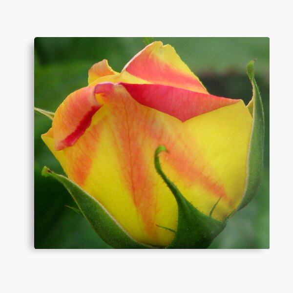 Big Bud Metal Print