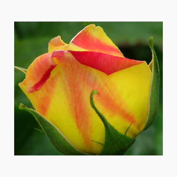 Big Bud Photographic Print