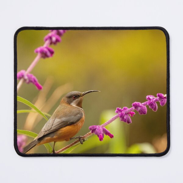 Item preview, Eastern Spinebill on Pink Salvia designed and sold by SusanAdey.