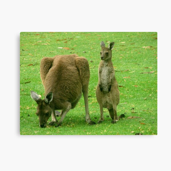Joey with Mum 1 Canvas Print