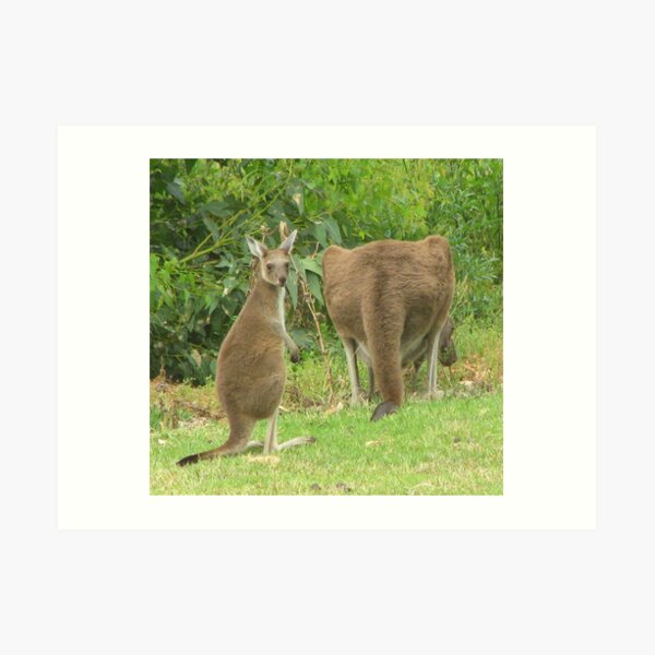 Joey with Mum 2 Art Print