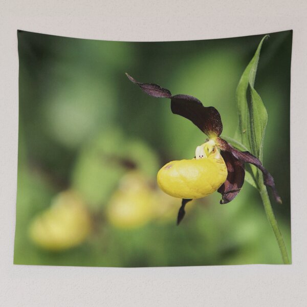 Item preview, Picture of an iris, just before full bloom designed and sold by Rostislav Bouda.
