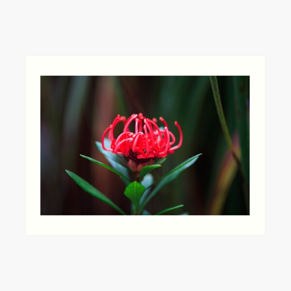 Waratah Flower, Mt Field, Tasmania Art Print