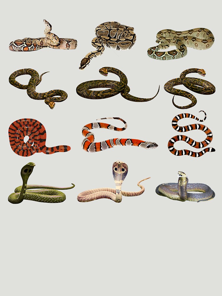 Serpentes Snake Species Varieties ID T-shirt Reptile Serpent 