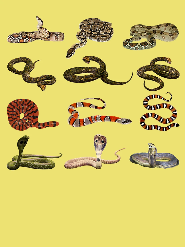  Types Of Snakes - Educational Serpent - 6 Different Snake  Pullover Hoodie : Clothing, Shoes & Jewelry