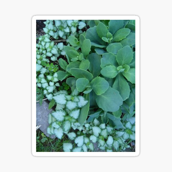 Green Leaves - Photo by REKHA IYERN FE RECORDS CANADA Sticker