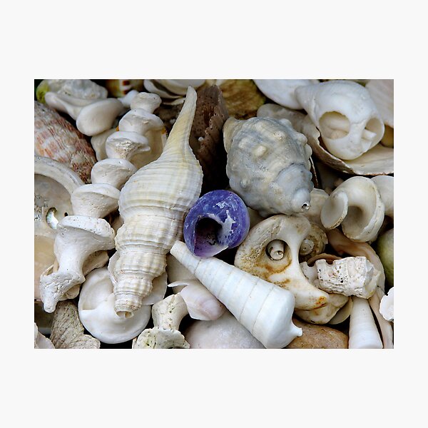 Secret Life of Shells Photographic Print
