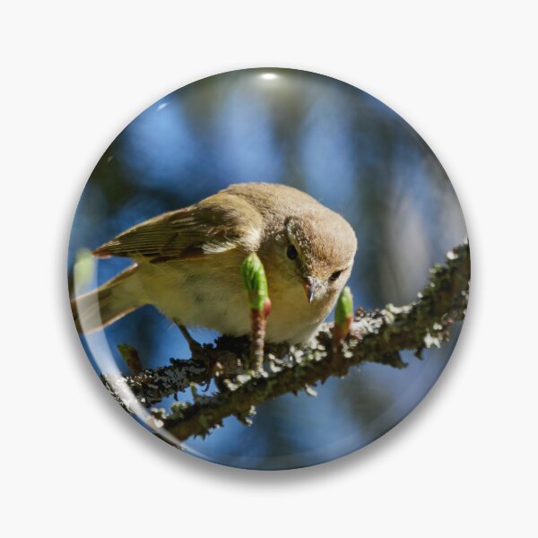 Item preview, Curiosity. Common Chiffchaff designed and sold by Jouko Lehto Photography.