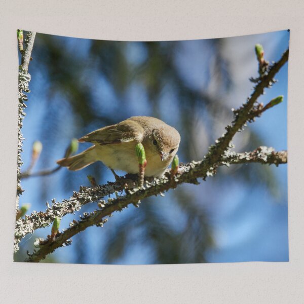 Item preview, Curiosity. Common Chiffchaff designed and sold by Jouko Lehto Photography.